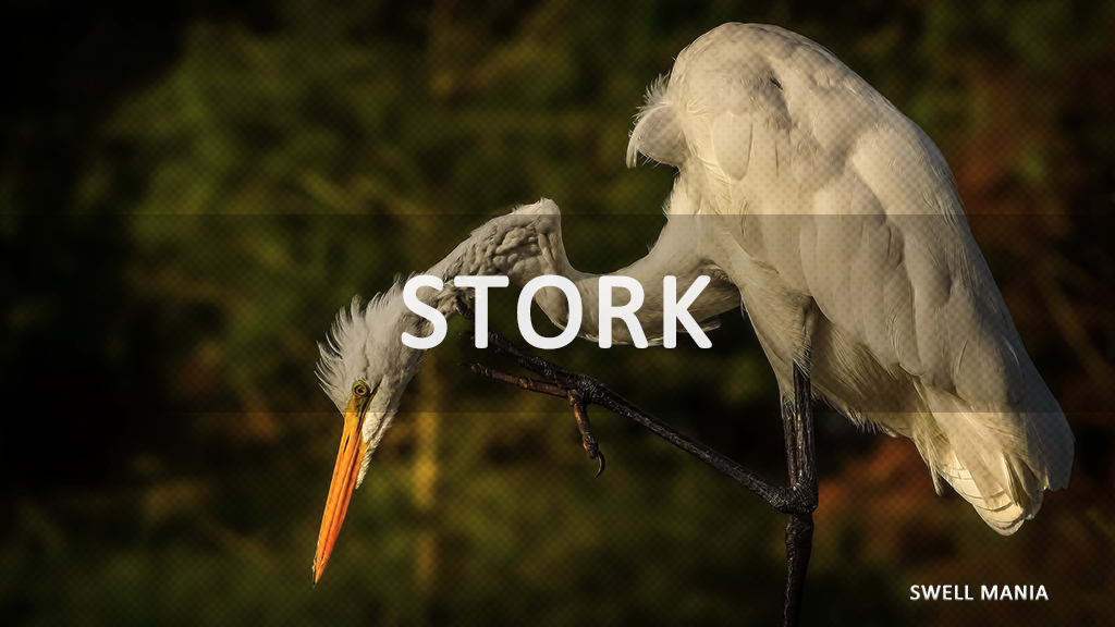 【基礎知識】STORK19（ストーク19）ってどんなテーマ？