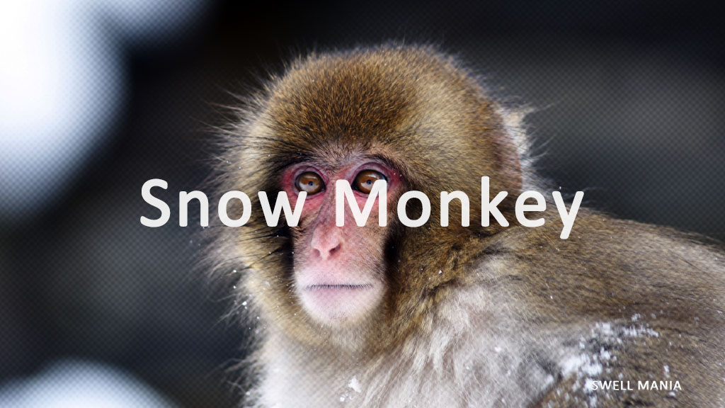 【概要】ざっくりしたSnow Monkeyの特徴